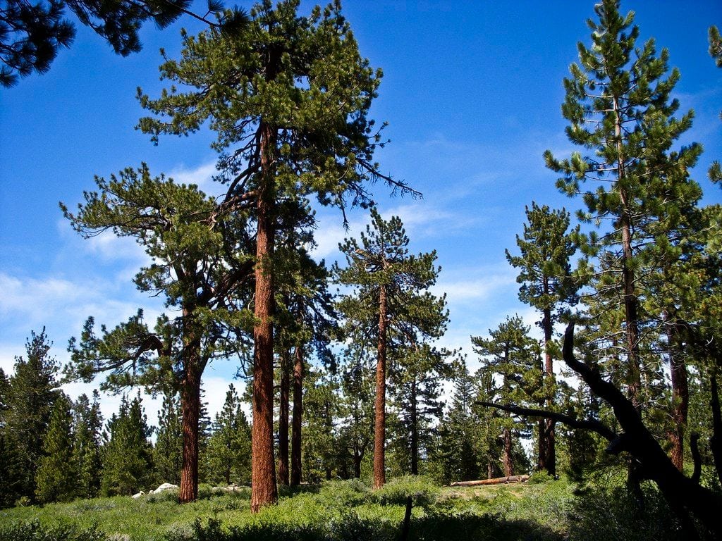 Los Padres National Forest extends recreational shooting ban - Vimarsana News