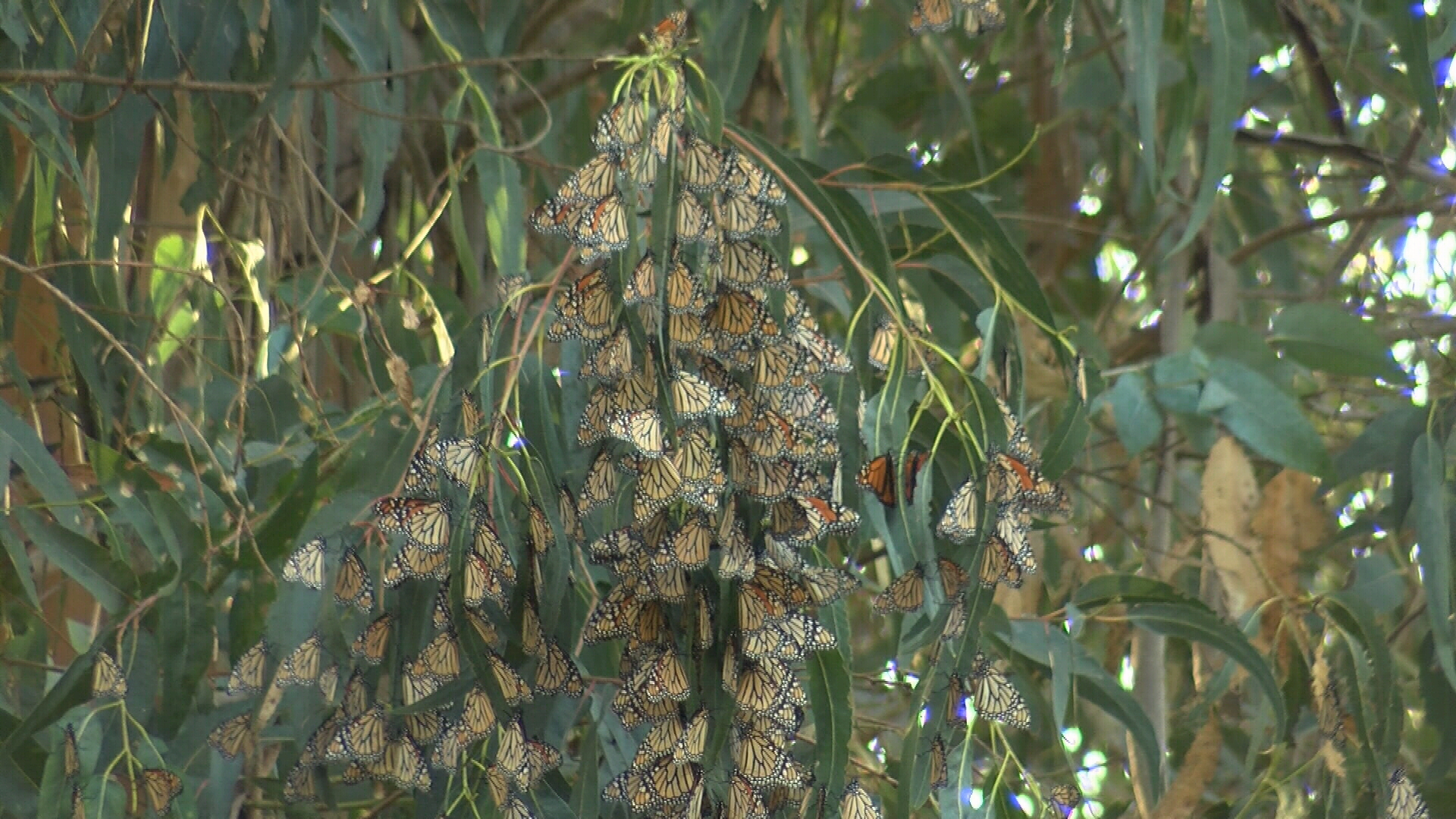Pismo Monarch Grove sees massive decline in butterflies as worldwide population plummets