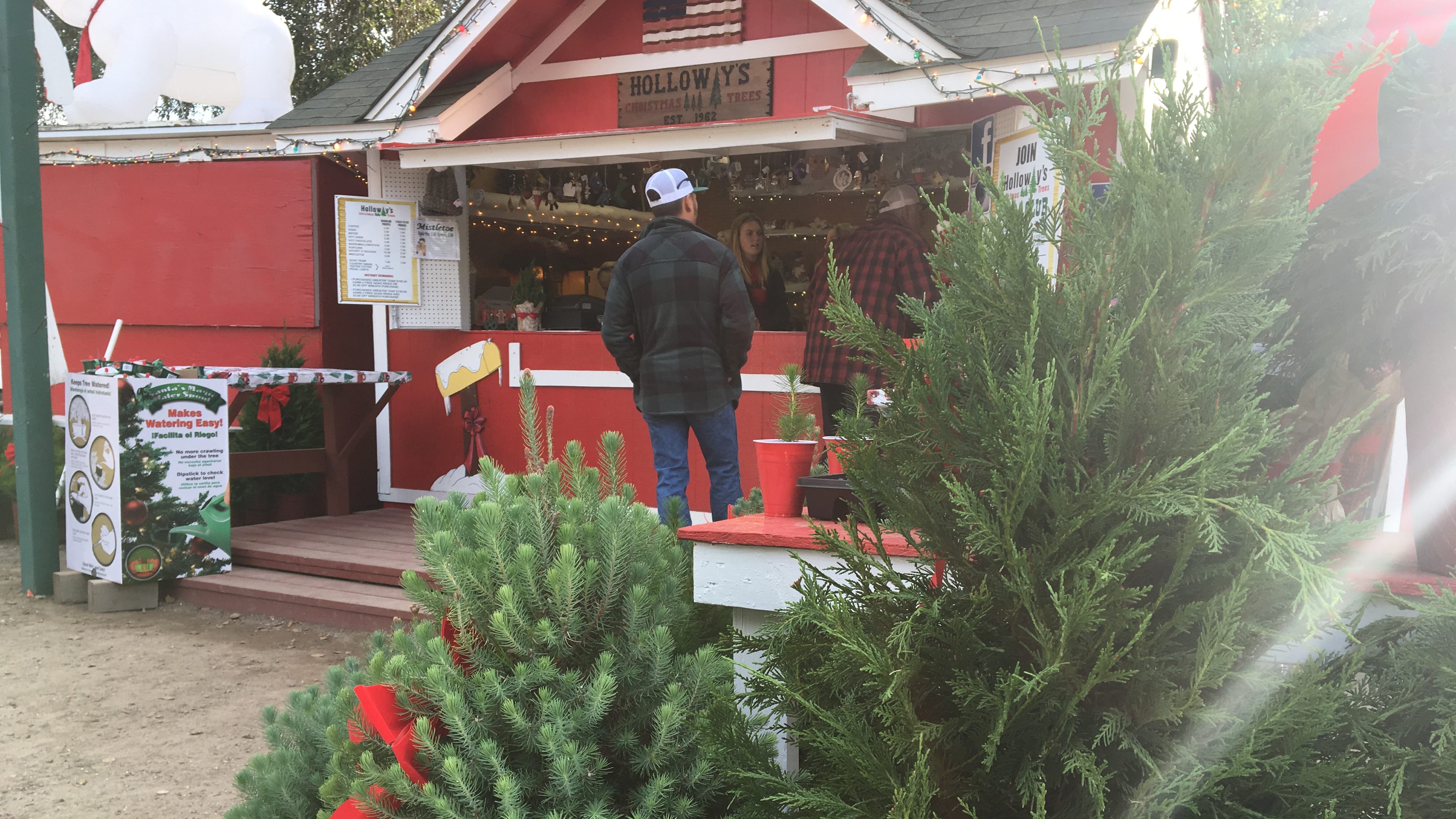 Popular Nipomo Christmas tree farm opens for the holidays