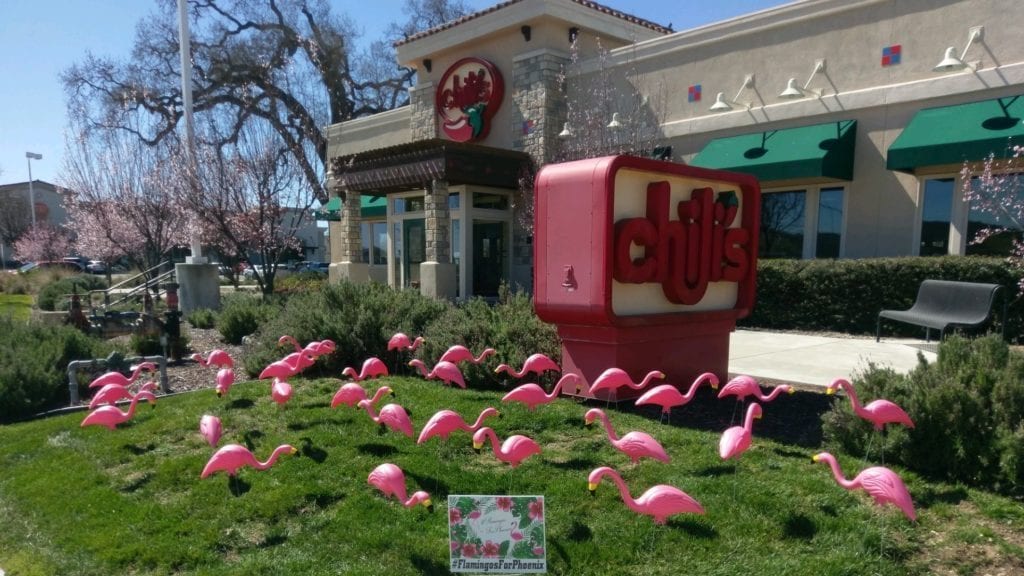 Flamingos for Phoenix fundraiser