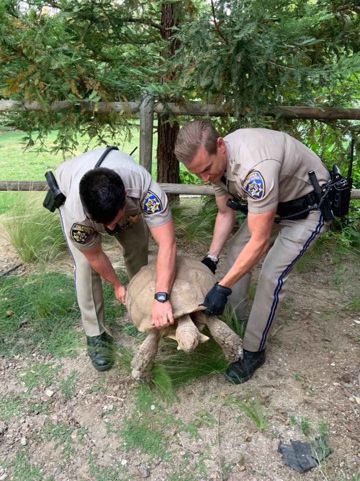 Tortoise rescue in Santa Ynez by Officers Brooks and Serleth. Photo Courtesy: CHP Buellton