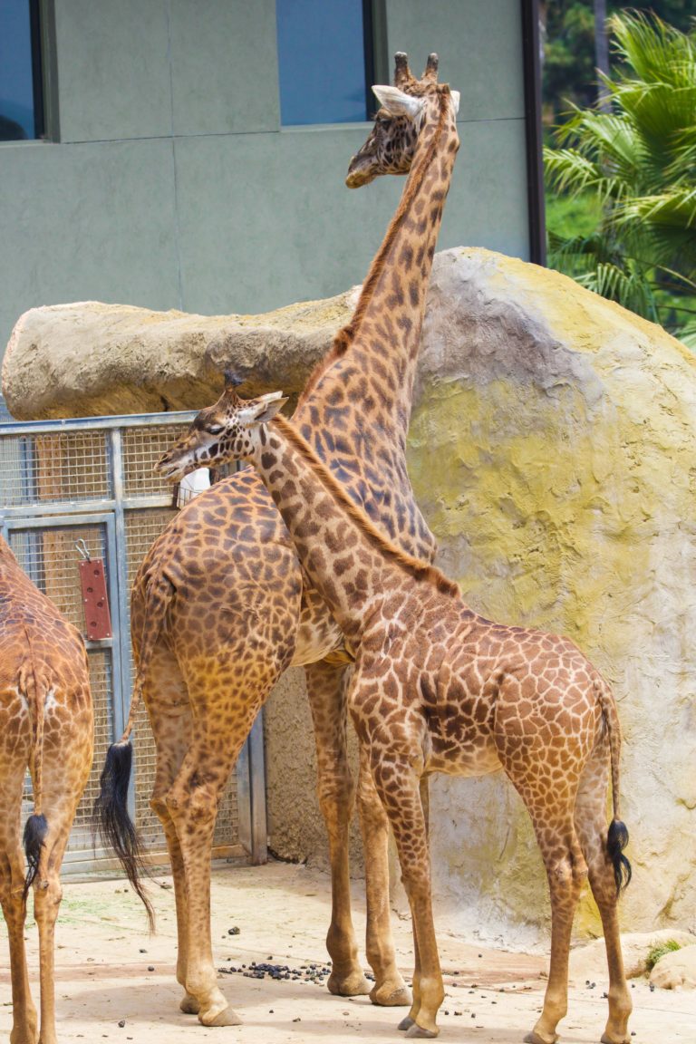 Two endangered giraffes pregnant at Santa Barbara Zoo